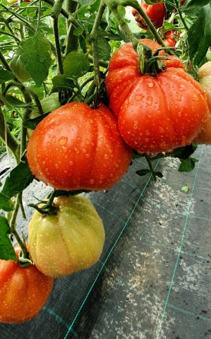 Red Pear (150 seminte) tomate in forma de para soi italian traditional tip Beef, SSB - Img 4