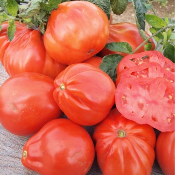 Red Pear (500 seminte) tomate in forma de para soi italian, crestere nedeterminata tip Beef, Vitesse - Img 2
