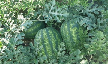 Red Secret F1 (1000 seminte) pepene verde tip Crimson Sweet cu fructe rotunde si o greutate medie de 7-8 kg, Fito Semillas