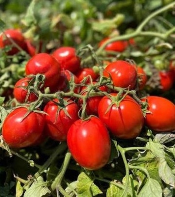 Redix F1 (2500 seminte) rosii prunisoare timpurii determinate, Syngenta
