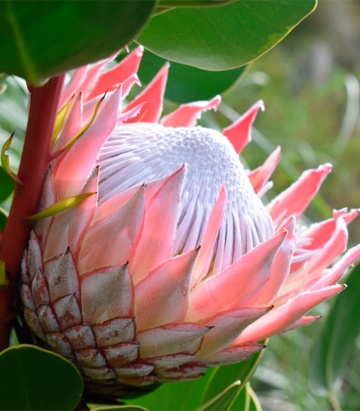 Regele Protea (5 seminte) Giant King Protea - Protea cynaroides, flori extrem de mari, exotice, Saflax - Img 6