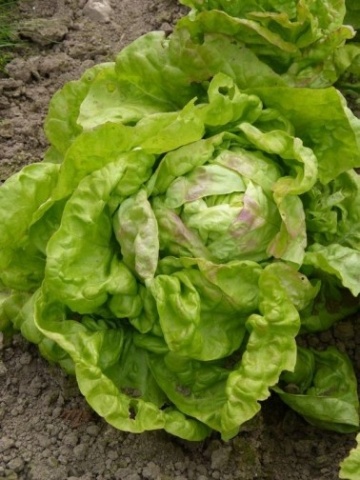 Regina di Maggio BIO (800 seminte) salata verde BIO, capatana compacta, frunze gustoase, Seklos
