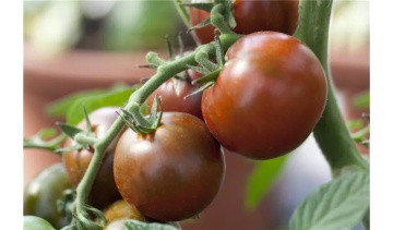 Revilla BIO (10 seminte) tomate maronii foarte ferme, gust foarte aromat, ReinSaat - Img 6