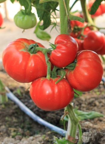 Roker (1500 seminte) tomate pentru camp soi sarbesc, Superior Seeds