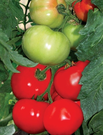 Rosii Bulgarski Trapezen F1 (500 seminte) tomate gust placut, tari, nedeterminate timpurii, Florian - Img 4
