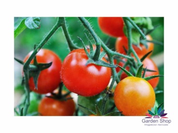 Rosii Cherry rosu (60 seminte) rosii soi semitimpuriu, fructe dulci, Florian - Img 2