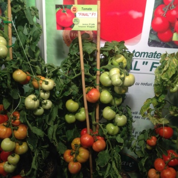 Rosii Final F1 (100 seminte) tomate semideterminate, productivitate mare, Florian - Img 8