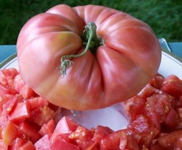 Rosii Gigant Roz (60 seminte) tomate Gigant Roz soi nedeterminat semitimpuriu tip Beef, Florian - Img 2