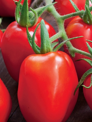 Rosii Roma VF (120 seminte) tomate soi semitardiv fructe ovale, gust placut, Agrosem - Img 3