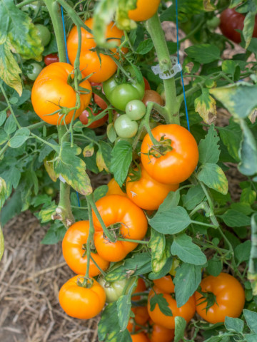 Rosii Zloty Ozarowski (70 seminte) tomate portocalii, soi semitimpuriu, crestere nedeterminata, Agrosem - Img 2