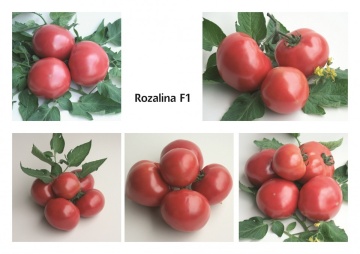 Rozalina Rossa F1 (25 seminte) seminte de tomate semitimpurii bulgaresti, GeosemSelect Bulgaria - Img 3