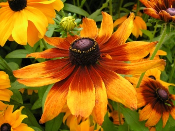 Rudbeckia (350 seminte) flori Marita-ma Mama galbene, brune, portocalii, Agrosem - Img 3