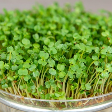 Rukola BIO Organica (10 gr) seminte pentru germeni sau vlastari de Rucola BIO, Toraf - Img 2