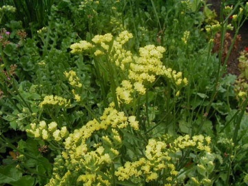 Saraturica galbena (0.5 gr) seminte de flori galbene pentru uscat, Kertimag - Img 2