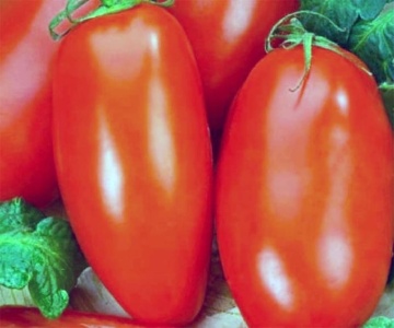 Scatolone 3 (90 seminte) tomate soi mediu-tarziu nedeterminat, rosii alungite, mari, carnoase, dulci, Prima Sementi - Img 2