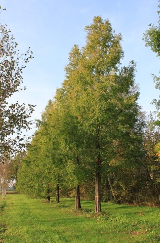 Sequoia Zorilor (60 seminte) Dawn Redwood - Metasequoia glyptostroboides, arbore pe cale de disparitie, preistoric, Saflax - Img 5