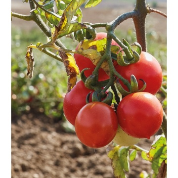 Siccagno F1 (100 seminte) rosii cherry semitimpurii determinate, rezistente la seceta, La Semiorto Sementi - Img 3
