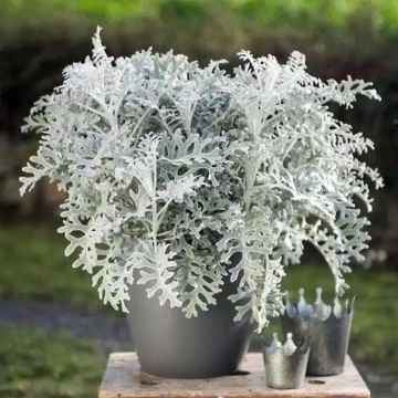Silverdust (350 seminte) Cineraria frunze decorative alb-cenusii, Seklos - Img 7