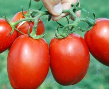 Silvia (120 seminte) rosii romanesti tip Rio Grande soi semitimpuriu, Agrosel