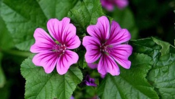 Slaz Dziki - Nalba Salbatica (1 gr) seminte planta melifera perena Malva sylvestris, flori roz-violet, Toraf - Img 3