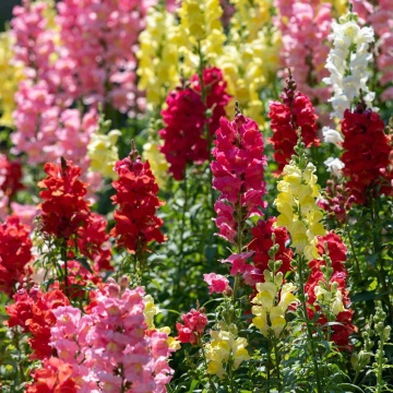 Snapdragon Rainbow (3500 seminte) Gura Leului flori bogate, multicolore, Seklos - Img 1