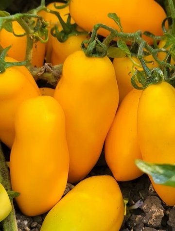 Solania F1 (50 seminte) rosii galbene tip San Marzano, semitimpurii semideterminate, La Semiorto Sementi