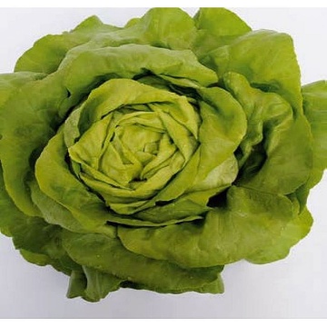 Sotalis (5.000 seminte) salata ce produce capatani foarte mari si extrem voluminoase avand o culoare verde proaspat, Bejo