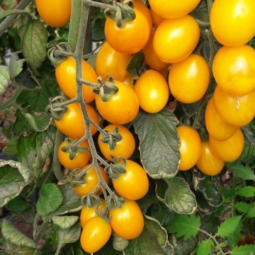 Star Gold F1 (500 seminte) rosii cherry galbene timpurii nedeterminate, gust foarte dulce, Esasem