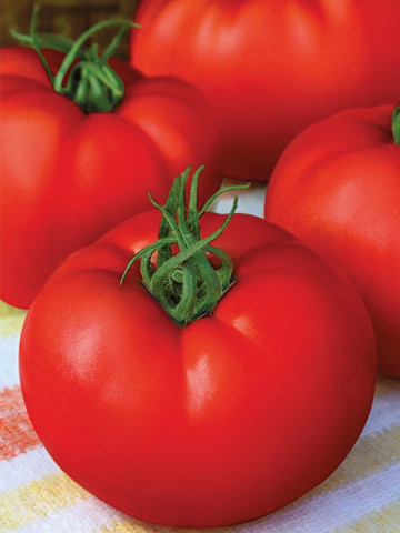 Stara Mechta F1 (Dorinta Veche), 1000 seminte, seminte tomate crestere nedeterminata semitimpurii, Florian Bulgaria - Img 3