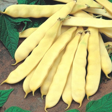 Supernano Yellow (100 gr) fasole pitica galbena, bob alb, pastaie lata fara ate, Prima Sementi