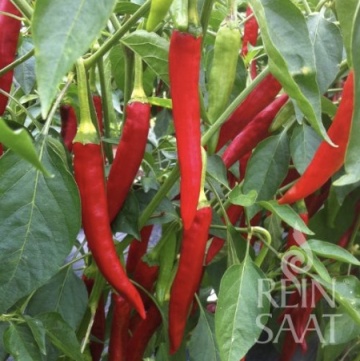 Taeyang medium BIO (30 seminte) ardei iute rosu gust semi-iute, aroma de chilli, ReinSaat - Img 3