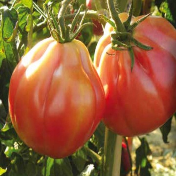 Tancredi F1 (100 seminte) tomate roz tip Albenga, crestere nedeterminata, Profit Seeds