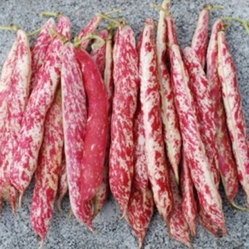 Taylor's Horticultural (100 gr) seminte fasole pitica tarcata pentru boabe uscate, Patru Agro - Img 2