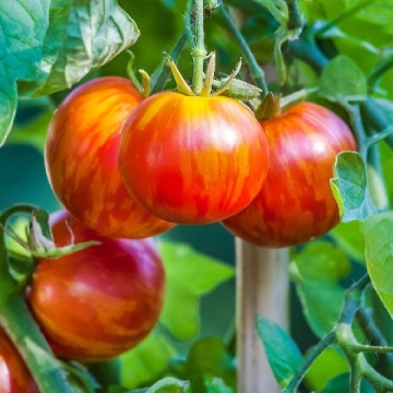 Tigerella (60 seminte) tomate striate cu dungi portocalii, gust placut, Mascarell - Img 3