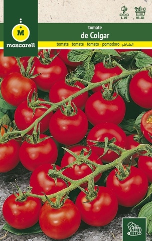Tomate de Colgar (300 seminte) rosii rotunde, mici, adaptate la pastrare, Mascarell - Img 2