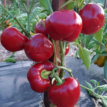 Topepo Rosso pitic (30 seminte) ardei gogosar fructe mici, gustoase, Seklos