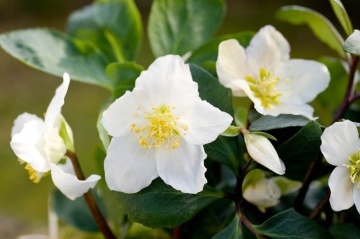 Trandafirul Craciunului (6 seminte) White Christmas Rose - Helleborus niger, flori albe delicate, infloreste iarna, Saflax - Img 4