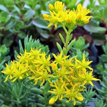 Tripmadam (2000 seminte) planta suculenta Iarba de Soaldina, flori galbene stelate, Seklos - Img 1