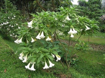 Trompeta Ingerilor alba (10 seminte) Angel's Trumpet White - Brugmansia suaveolens, flori mari albe parfumate, inflorire abundenta, Saflax - Img 6