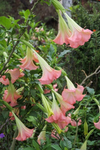 Trompeta Ingerilor roz (10 seminte) Angel's Trumpet Pink - Brugmansia suaveolens, flori mari roz parfumate, inflorire abundenta, Saflax - Img 4