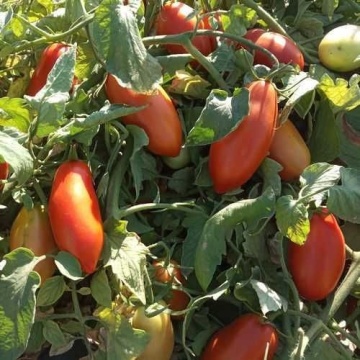 Tygo F1 (1000 seminte) rosii prunisoare timpurii determinate, consum proaspat sau procesat, Nongwoo Bio - Img 2