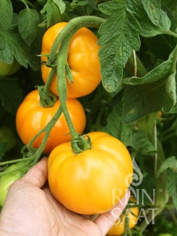 Valencia BIO (30 seminte) tomate galben-portocalii, dulci, suculente, ReinSaat