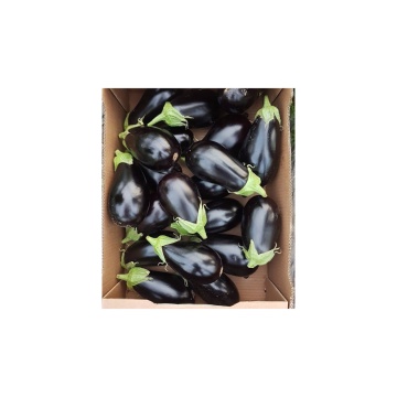 Vinete Canna F1 (1000 seminte) hibrid extratimpuriu, foarte productiv, Bakker Brothers - Img 4