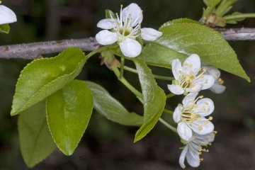 Visin Turcesc (30 seminte) Mahaleb Cherry - Prunus mahaleb, flori albe, parfumate, lemn parfumat, Saflax - Img 2