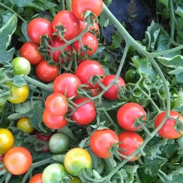 Welcome F1 (250 seminte) tomate cherry semitimpurii, crestere determinata, Profit Seeds