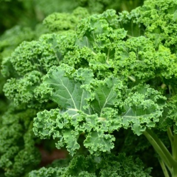 Westlandse Winter BIO (90 seminte) varza kale BIO, frunze aromate, rezistente iarna, Seklos