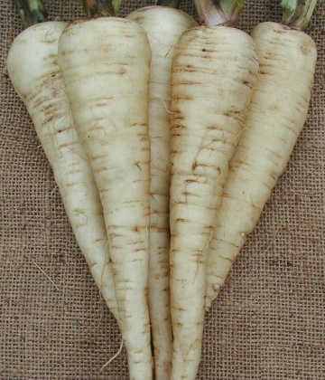 White Gem (250 gr) seminte de pastarnac radacini netezi, semi lungi, forma conica, Agri Saaten