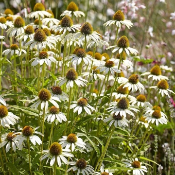 White Swan (0.2 gr) seminte Echinacea purpurea, flori albe cu centrul maroniu, proprietati medicinale, Toraf - Img 3