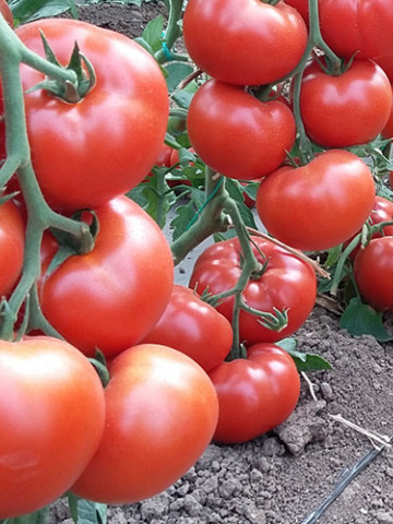 Wrestler F1 (100 seminte) tomate hibrid extratimpuriu, Seminis - Img 1