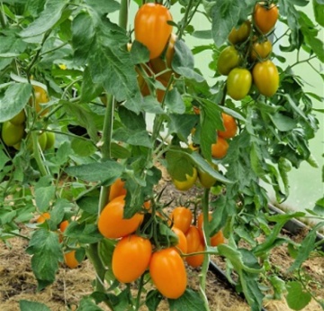 Zaira F1 (8 seminte) tomate ovale portocalii, hibrid semitimpuriu nedeterminat, Sekluva - Img 2